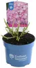 Hydrangea macr. 'Endless Summer The Original'®pink - Podgląd zdjęcia produktu 2