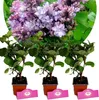 Sada 3 šeříkov - Syringa vulgaris "Nadežda" - "Nádej" - Náhľad obrázku produktu 1