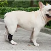 INF Supporto per zampa di cane - Supporto corto per cani L Anteprima dell’immagine prodotto 8