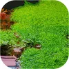 Eco Plant Riccia Fluitans - In-vitro-Pflanze Setzling Eco Produktbild-Vorschau 4