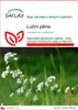 SAFLAX - luční pěna - Cardamine pratensis - 100 Semena Náhled obrázku produktu 1