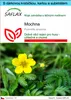 SAFLAX Dárková sada - mochna - Potentilla anserina - 20 Náhled obrázku produktu 1