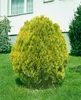 Thuja orientalis 'Aurea Nana', Lebensbaum, goldgelb, 30–40 Produktbild-Vorschau 13