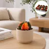 Gymnocalicium mihanovicii "Koi" - besonderer Erdbeerkaktus Produktbild-Vorschau 3