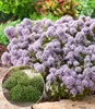 BALDUR Garten 2x Winterharter Oregano, Pflanzen im 9x9 Produktbild-Vorschau 1