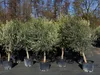 8x Olivenbaum Olive "20 Jahre" 180 - 220 cm, beste Produktbild-Vorschau 1