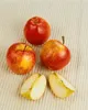 Malus 'Gala', Apfelbaum, 40 cm Stammhöhe Produktbild-Vorschau 13