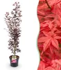 Klon japonski Acer palmatum Atropurpureum, lisciasta Podgląd zdjęcia produktu 1