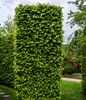 Dehner Hainbuche, für 2 Meter Hecke, ca. 50-60 cm, 10 x 2 l Produktbild-Vorschau 3