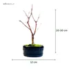Bonsai - Bonsai baum Japanischer Fächerahorn - Acer (Ahorn) Produktbild-Vorschau 2