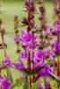 Gewöhnlicher Blutweiderich - Lythrum salicaria -  Heimische Produktbild-Vorschau 2
