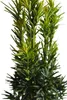 Tis sloupovitý Taxus fastigiata - Robusta - 50 - 60 cm Náhled obrázku produktu 2