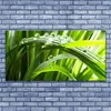 Glasbilder 140x70 Wandbild Druck auf Glas Gras Produktbild-Vorschau 2