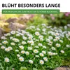 Gänseblümchen Einfach weiß Samen - Bellis perennis - Produktbild-Vorschau 5