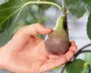 Bloomique - 2er-Set - Ficus Carica Brown Turkey - Produktbild-Vorschau 4