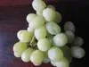 Vitis vinifera Thompson Seedless - kernlose Weintraube Produktbild-Vorschau 3