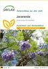 SAFLAX - Jacaranda - Jacaranda mimosifolia - 50 Samen Produktbild-Vorschau 1