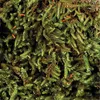 Trixie Terrarienmoos, Substrat für Feuchtterrarien, 200 g Produktbild-Vorschau 8