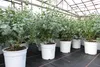 2 Stück Eucalyptus Gunni Gunnii Busch Kugel Eukalyptusbaum, Produktbild-Vorschau 6