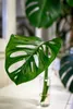 Gardners Monstera adansonii Monkey Mask - odrezky na Náhľad obrázku produktu 5