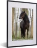 MuchoWow® MuchoWow® Gerahmtes Poster Pferd - Braun - Wald Produktbild-Vorschau 1