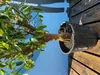 Sunny Tree - Limettenbaum große 180 Zentimeter - Citrus Produktbild-Vorschau 4