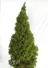 Kanadische Zuckerhut - Fichte Picea Glauca Conica 20 - 30 Produktbild-Vorschau 1