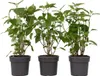 Three potted plants are arranged side-by-side against a white background. Podgląd zdjęcia produktu