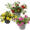 Zauberglocken – Mini-Hängepetunie – Calibrachoa – Produktbild-Vorschau 1