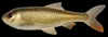 Pulz Bait Roach Kit 15cm - Crucian Carp Produktbild-Vorschau 3
