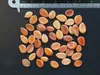 Ružový dažďovník (Cassia grandis)  – 10 semien Náhľad obrázku produktu 4