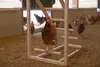 KERBL Kletterturm Schaukel Hühner Spielturm Holz Anteprima dell’immagine prodotto 2