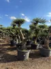Sunny Tree – drzewo oliwne Pompon – 50 lat, wysokość 230 Podgląd zdjęcia produktu 4