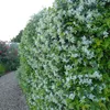 Trachelospermum jasminoides | 50-60 cm in Container Produktbild-Vorschau 2