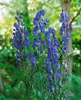 Aconitum napellus, Eisenhut, tiefblau, ca. 11x11 cm Topf Produktbild-Vorschau 8