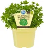 Waldmeister- Galium odoratum - Kräuterpflanze im 12cm Topf Produktbild-Vorschau 3