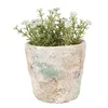 A small potted plant with white flowers in a textured, rustic pot. Podgląd zdjęcia produktu