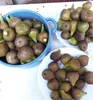 Feigebaum ´FRANCUESCO´ 50-60 cm, Cont. 1 l Produktbild-Vorschau 2