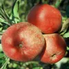 Melrose saftiger Winterapfel Lagerapfel Buschbaum 110-140 Produktbild-Vorschau 2