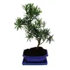 Bonsai cis pospolity - Podocarpus macrophyllus - ok. 8 lat Podgląd zdjęcia produktu 3