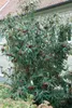 Viburnum 'Pragense', immergrün, 80–100 cm Produktbild-Vorschau 11
