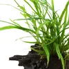 Aquarium Pflanze Microsorum pteropus 'Trident' auf Wurzel Produktbild-Vorschau 4