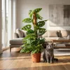 Green boutiQ - Zimmerpflanze - Monkey Mask - Monstera Produktbild-Vorschau 4