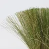 Herbe aux plumes - Set de 6 - Stipa tenuifolia 'Pony Tails' Voir les images du produit 3