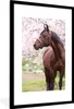 MuchoWow® MuchoWow® Gerahmtes Poster Pferd - Sakura - Produktbild-Vorschau 1
