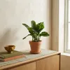 Aglaonema 'Stripes' Zimmerpflanze, 60 cm hoch, Topf Ø 17 Produktbild-Vorschau 3