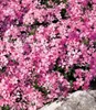 BALDUR Garten 4er Winterharter Bodendecker Phlox-Mix Produktbild-Vorschau 4