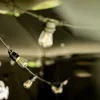 LUMILED Guirlande lumineuse extérieure 15 mètres avec 30 Voir les images du produit 12