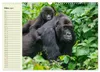 Berggorillas im Herzen Afrikas (Wandkalender 2027 DIN A3 Produktbild-Vorschau 6