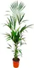 Palma Kentia (Howea forsteriana), výška 180cm, prumer 24cm, Náhled obrázku produktu 1